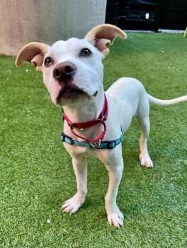 Rescue Pit Bull Terrier Dogs for Adoption in San Francisco, California - LITTLE JACKIE PAPER | PetCurious