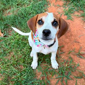 Penelope -  Beagle and Mixed Breed Dog for Adoption in Rock Hill, South Carolina - Penelope | PetCurious