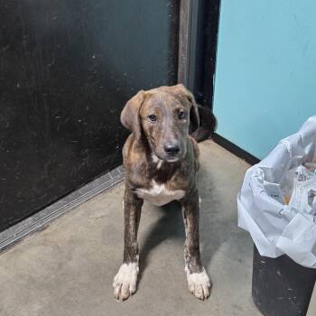 Felicia -  Blue Lacy and Mixed Breed Dog for Adoption in Graham, Texas - Felicia | PetCurious