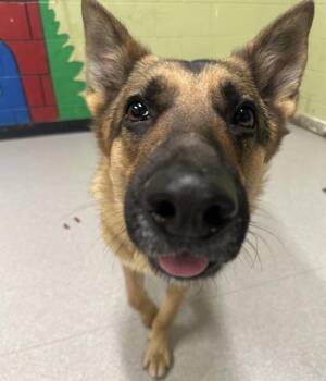 German Shepherd Dog Dogs Available for Adoption - RILEY | PetCurious