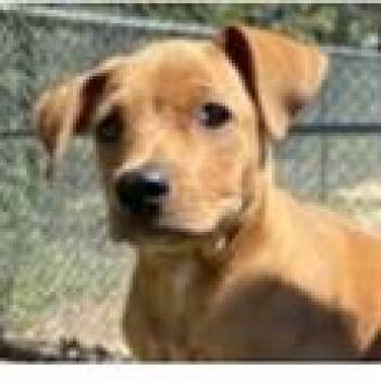Ulric -  Hound and Terrier Dog for Adoption in Clearwater, Florida - Ulric | PetCurious