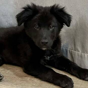 Mixed Breed Dogs Available for Adoption - Benito | PetCurious