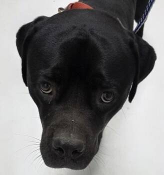Bagheera -  Mixed Breed Dog for Adoption in Savannah, Georgia - Bagheera | PetCurious