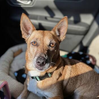 Chani -  Chihuahua Dog for Adoption in Baldwin, Maryland - Chani | PetCurious