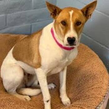 Rescue Basenji Dogs for Adoption in Green Valley, Arizona - Sadie | PetCurious