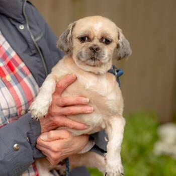 Edward -  Shih Tzu Dog for Adoption in Chester Springs, Pennsylvania - Edward | PetCurious