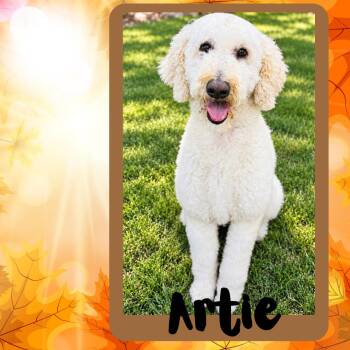 Artie -  Poodle Dog for Adoption in Albuquerque, New Mexico - Artie | PetCurious