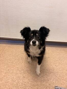 Australian Shepherd Dogs Available for Adoption - Remi | PetCurious