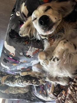 English Setter Dogs Available for Adoption - Goose | PetCurious