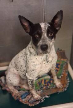Indigo -  Australian Cattle Dog Blue Heeler Dog for Adoption in Stuart, Virginia - Indigo | PetCurious