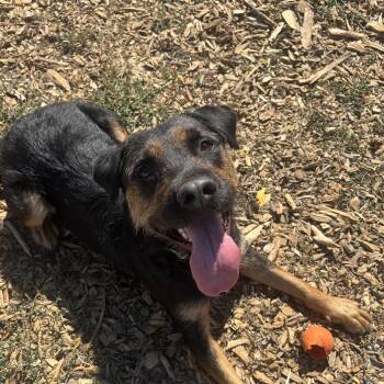 Willow -  Rottweiler and Terrier Dog for Adoption in The Dalles, Oregon - Willow | PetCurious