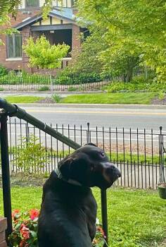 Rescue Terrier Dogs for Adoption in Muncie, Indiana - Brody | PetCurious