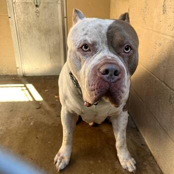 English Bulldog Dogs Available for Adoption in Waldorf, Maryland - Gumbo | PetCurious