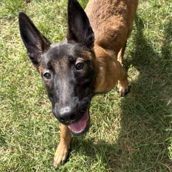 Kenzie -  Belgian Shepherd Malinois Dog for Adoption in Duxbury, Massachusetts - Kenzie | PetCurious