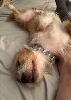 Pumpkin Pie -  Terrier Dog for Adoption in Leander, Texas - Pumpkin Pie | PetCurious