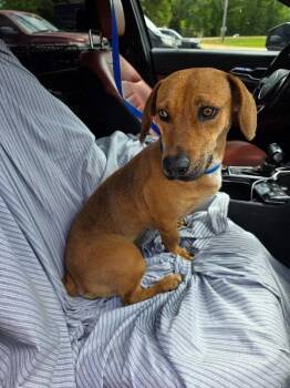 Dachshund Dogs Available for Adoption in Zimmerman, Minnesota - Winnie | PetCurious