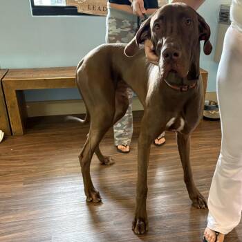 Jax -  Great Dane Dog for Adoption in Loxahatchee Groves, Florida - Jax | PetCurious