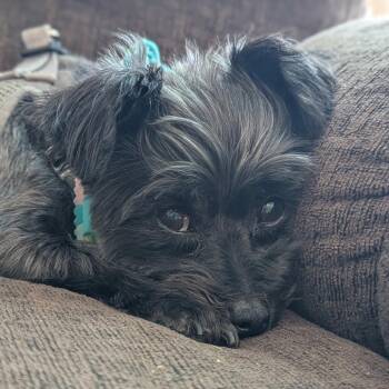 *Courtesy Listing - Sophie -  Yorkshire Terrier and Miniature Poodle Dog for Adoption in Tuscaloosa, Alabama - *Courtesy Listing - Sophie | PetCurious