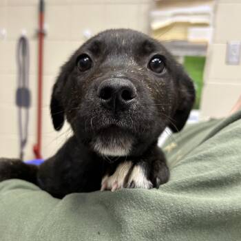 Pit Bull Terrier Dogs Available for Adoption in Kearney, Nebraska - Bamboo  | PetCurious