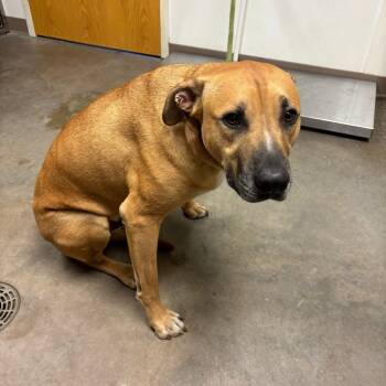 Rescue Labrador Retriever and Mixed Breed Dogs for Adoption in Ottawa, Kansas - Bear | PetCurious