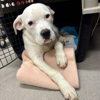 Piper -  Pit Bull Terrier Dog for Adoption in Birmingham, Alabama - Piper | PetCurious