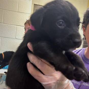 Tiger -  Mixed Breed Dog for Adoption in Asheville, North Carolina - Tiger | PetCurious