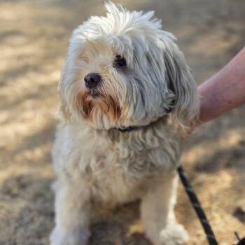 Thunky - Chino Hills Location -  Maltese and Poodle Dog for Adoption in Chino Hills, California - Thunky - Chino Hills Location | PetCurious