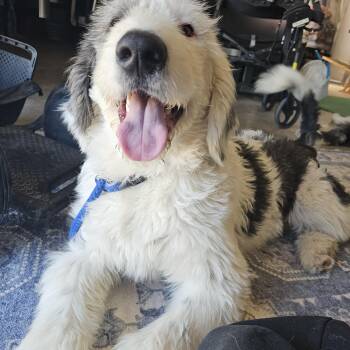 Rescue Sheepadoodle and Old English Sheepdog Dogs for Adoption in Phelan, California - FINN | PetCurious