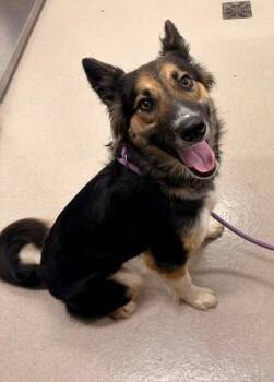 German Shepherd Dog and Husky Dogs Available for Adoption in Baytown, Texas - ONYX | PetCurious