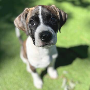Stevie D70978 -  Labrador Retriever and Mixed Breed Dog for Adoption in Minnetonka, Minnesota - Stevie D70978 | PetCurious