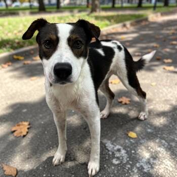 Renegade -  Mixed Breed Dog for Adoption in Kenedy, Texas - Renegade | PetCurious
