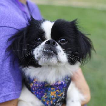 DIPPER -  Shih Tzu Dog for Adoption in San Antonio, Texas - DIPPER | PetCurious