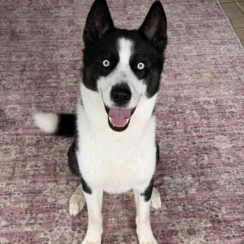 Messi -  Siberian Husky and Border Collie Dog for Adoption in Spring City, Pennsylvania - Messi | PetCurious
