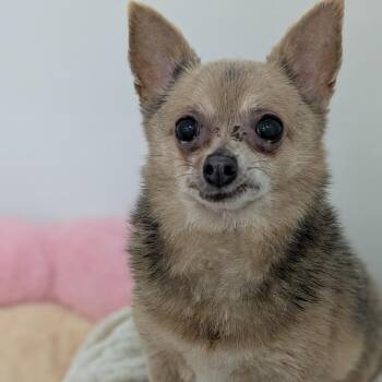 Doris -  Chihuahua Dog for Adoption in Fulton, Texas - Doris | PetCurious