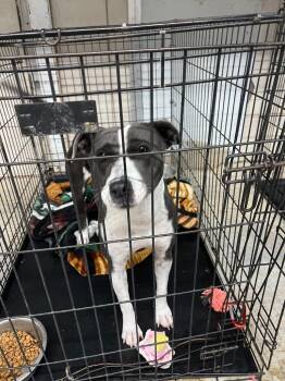 Blue -  Pit Bull Terrier and Mixed Breed Dog for Adoption in Brownwood, Texas - Blue | PetCurious
