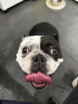 American Bulldog and Mixed Breed Dogs Available for Adoption in New Orleans, Louisiana - McFlurry | PetCurious