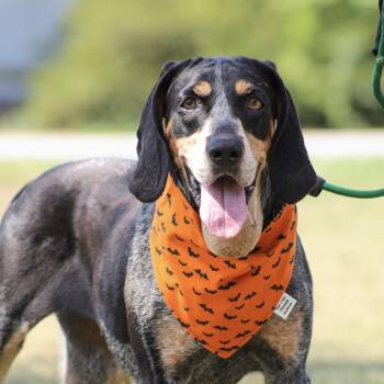 Carolina Gold -  Bluetick Coonhound Dog for Adoption in Columbia, South Carolina - Carolina Gold | PetCurious