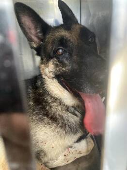 MAJOR -  Mixed Breed Dog for Adoption in Dallas, Texas - MAJOR | PetCurious