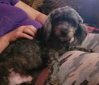 Yorkie Poo Dogs Available for Adoption - Kayden | PetCurious