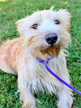 Mr Bean -  Petit Basset Griffon Vendeen and Sealyham Terrier Dog for Adoption in Morton Grove, Illinois - Mr Bean | PetCurious