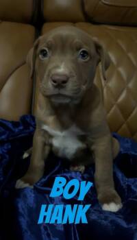 Pit Bull Terrier Dogs Available for Adoption - H Litter Hank  | PetCurious