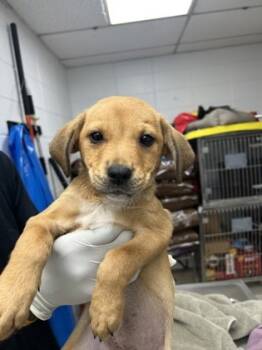 Rescue Mixed Breed Dogs for Adoption in West Chester, Pennsylvania - Thelma | PetCurious