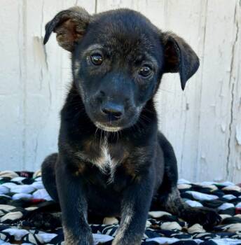 Rescue Mixed Breed Dogs for Adoption in Groveland, Massachusetts - Lenny Magrath | PetCurious