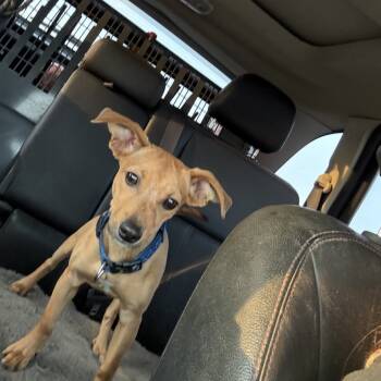 Rescue Chihuahua Dogs for Adoption in Huntsville, Alabama - Finn | PetCurious