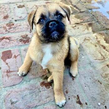 Wellsey -  Pug and Brussels Griffon Dog for Adoption in Los Angeles, California - Wellsey | PetCurious