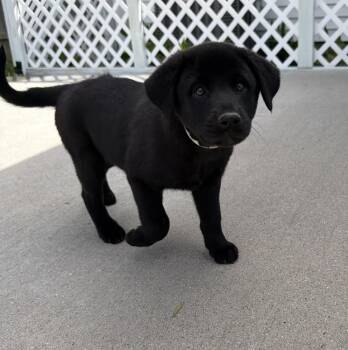 Labrador Retriever and Mixed Breed Dogs Available for Adoption in Aurora, Indiana - Connecticut : Madison | PetCurious