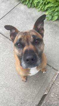 Bullmastiff and Boxer Dogs Available for Adoption - Rocky | PetCurious