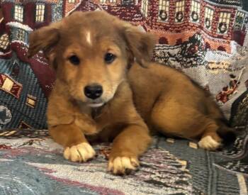 Mixed Breed and English Shepherd Dogs Available for Adoption - Gherkin | PetCurious