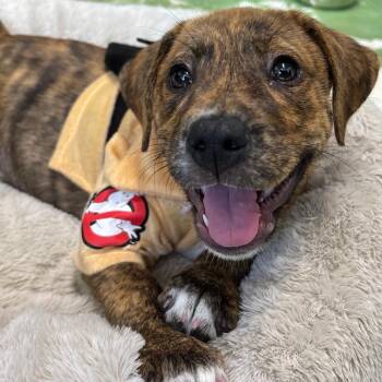 Farrah -  Mixed Breed Dog for Adoption in Freeport, Florida - Farrah | PetCurious