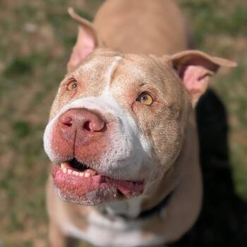 Rescue Terrier Dogs for Adoption in Waynesboro, Pennsylvania - Blue | PetCurious